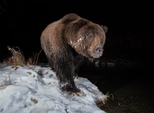 Bär im Dunkeln